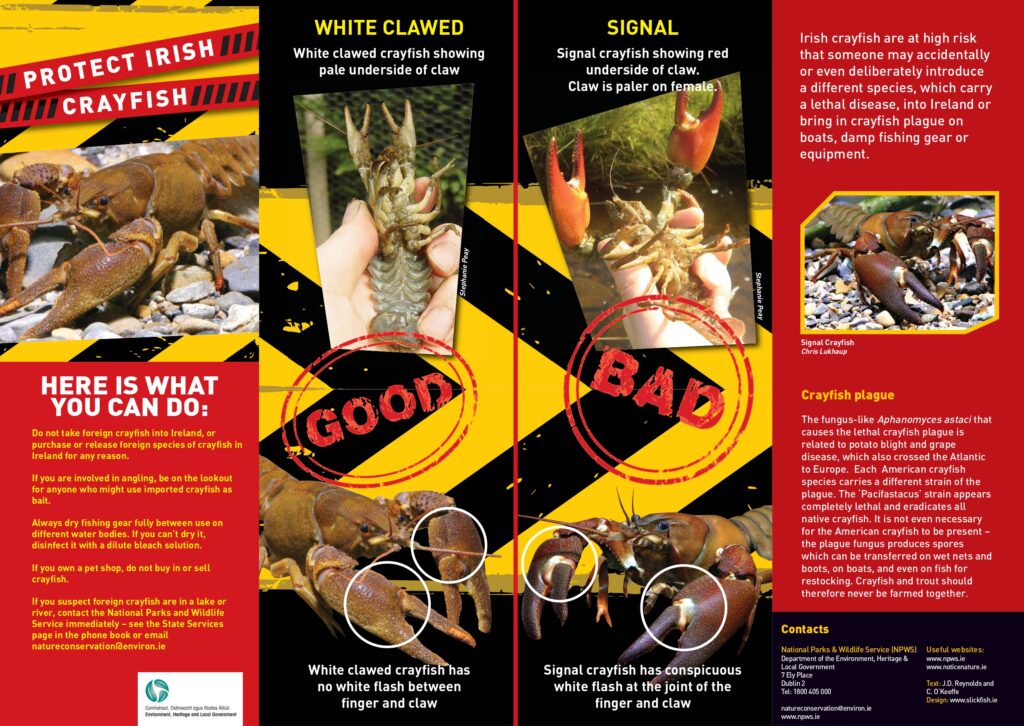 Crayfish brochure design assignment help sample