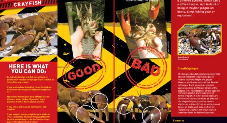 Crayfish Brochure asssignment help sample