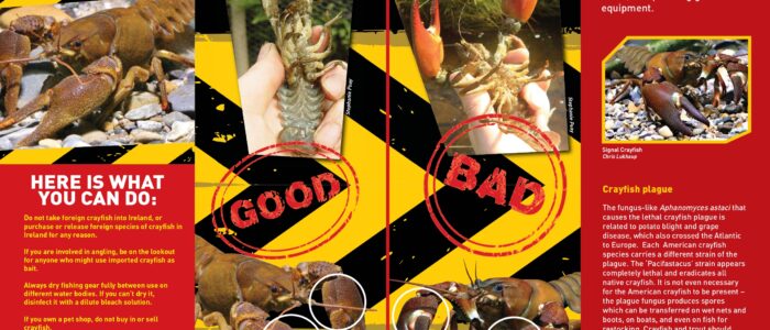 Crayfish Brochure asssignment help sample