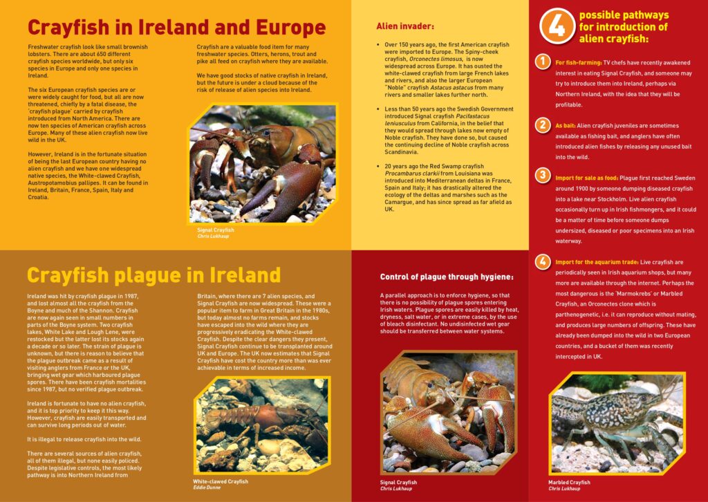 Crayfish brochure Design Sample